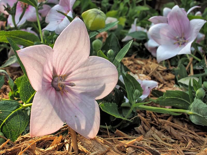 Platycodon grandiflorus 'Astra Pink'