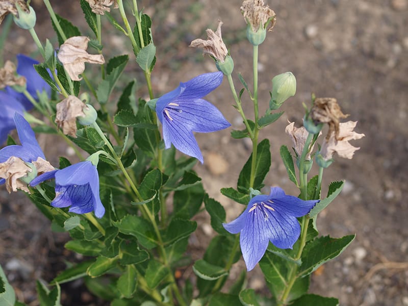 Platycodon grandiflorus 'Sentimental Blue'