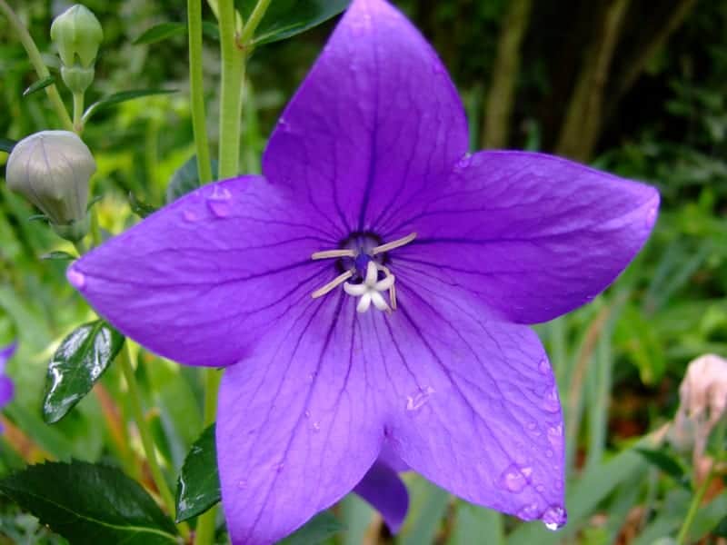 Platycodon grandiflorus 'fuji blue'