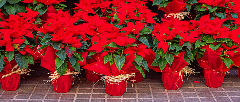 Poinsettia varieties