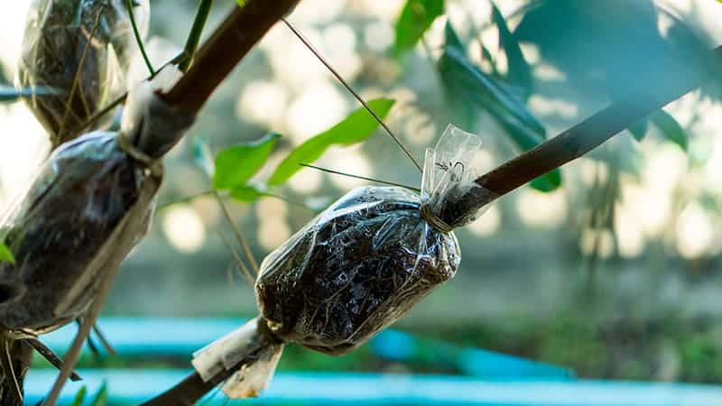 Propagation of olive trees by branching method