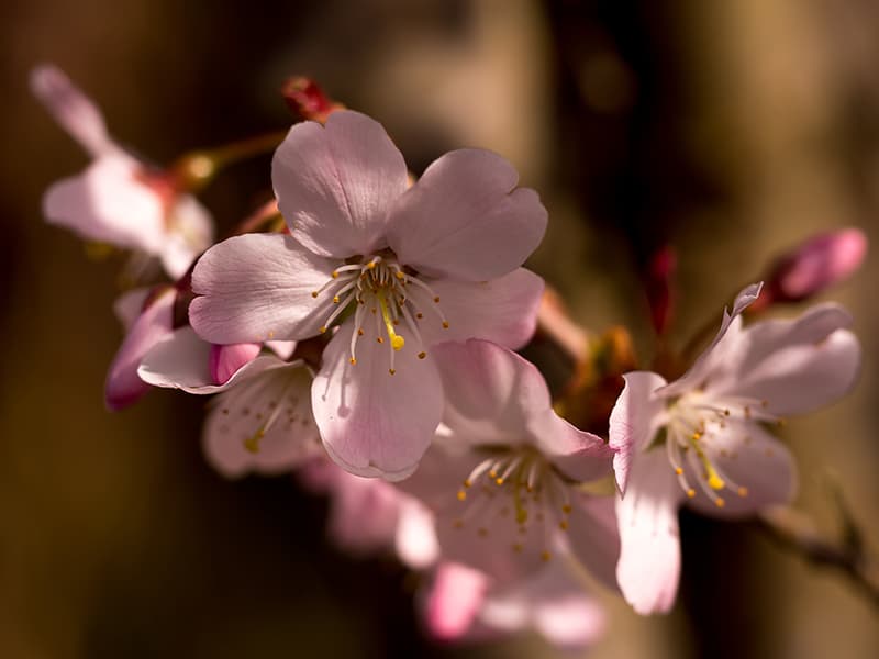 Prunus serrulata' Amanogawa'