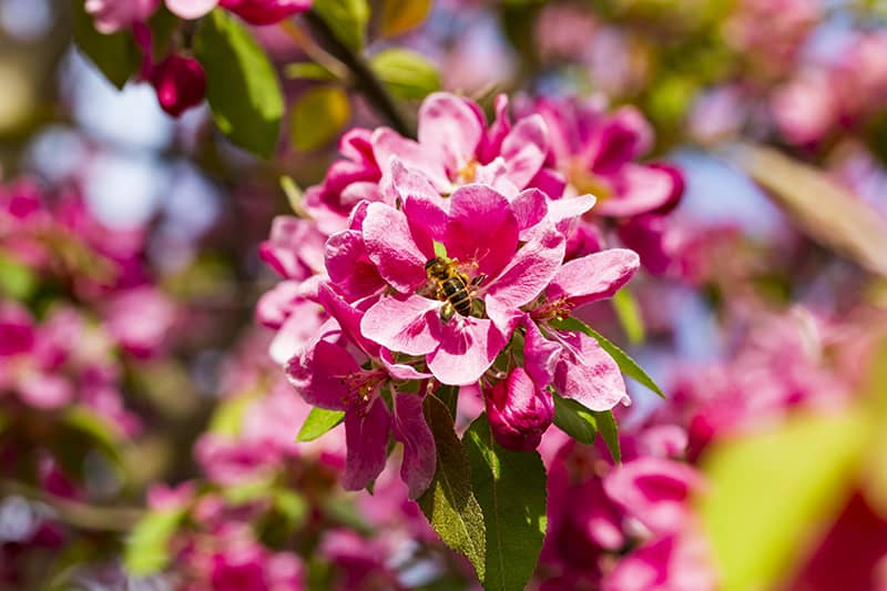 Prunus serrulata 'Kanzan'