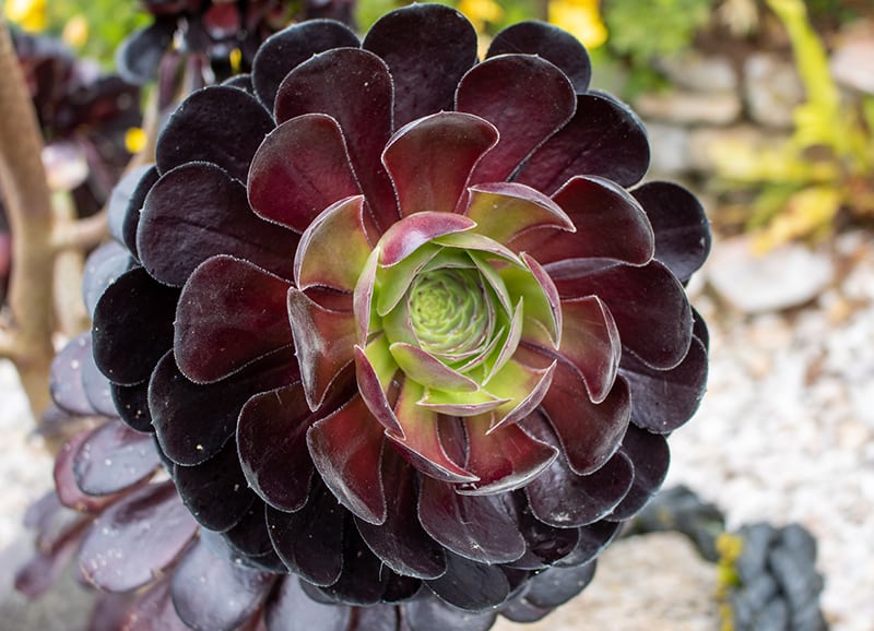 Succulent with purple flowers - lokasinqueen