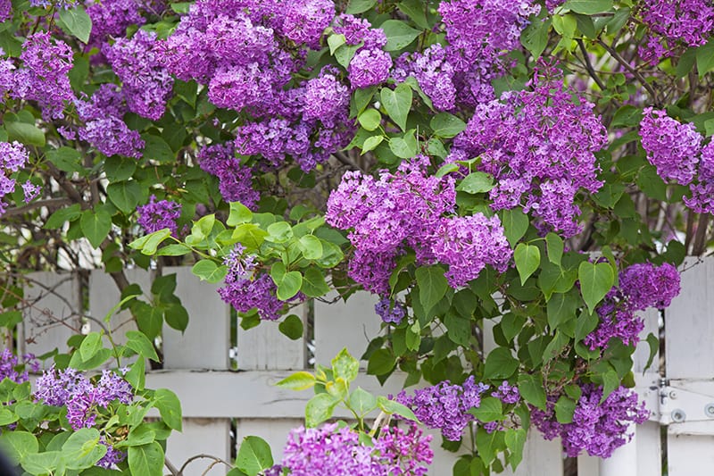 Purple Lilac