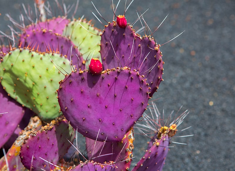 Purple Prickly Pear
