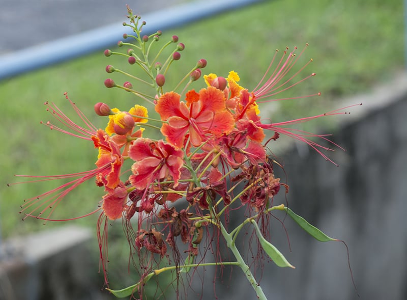 Red Bird of Paradise-Caesalpinia pulcherrima