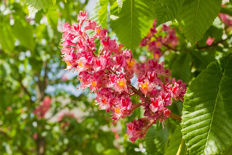 Red Buckeye