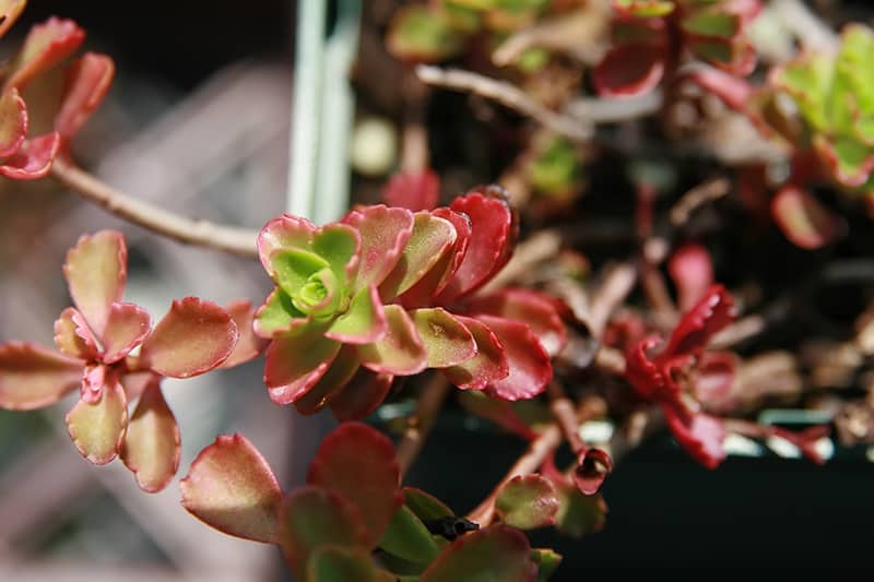 Red Carpet Sedum
