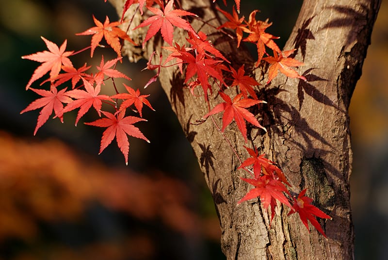 Red Maple