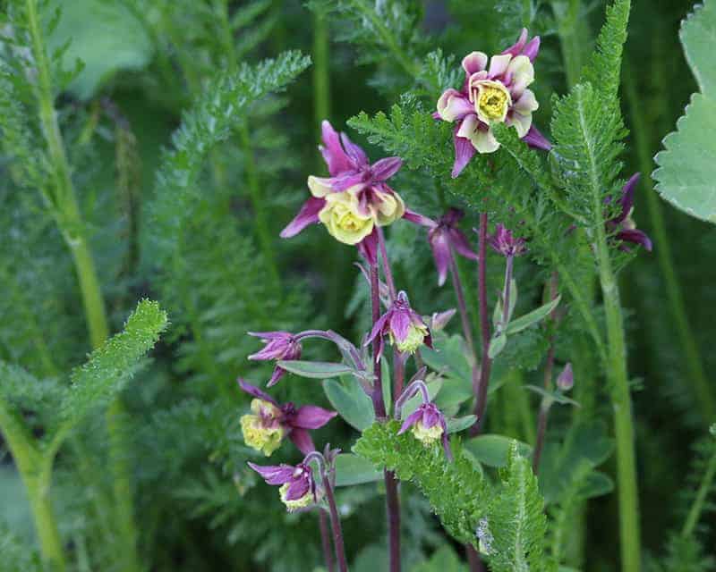 Rocky Mountain Columbine