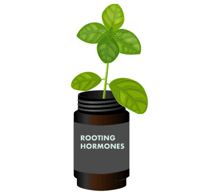 Rooting hormones or not