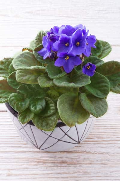 Rosette African Violet