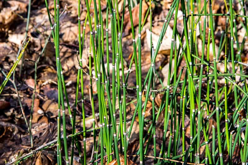 Rough Horsetail