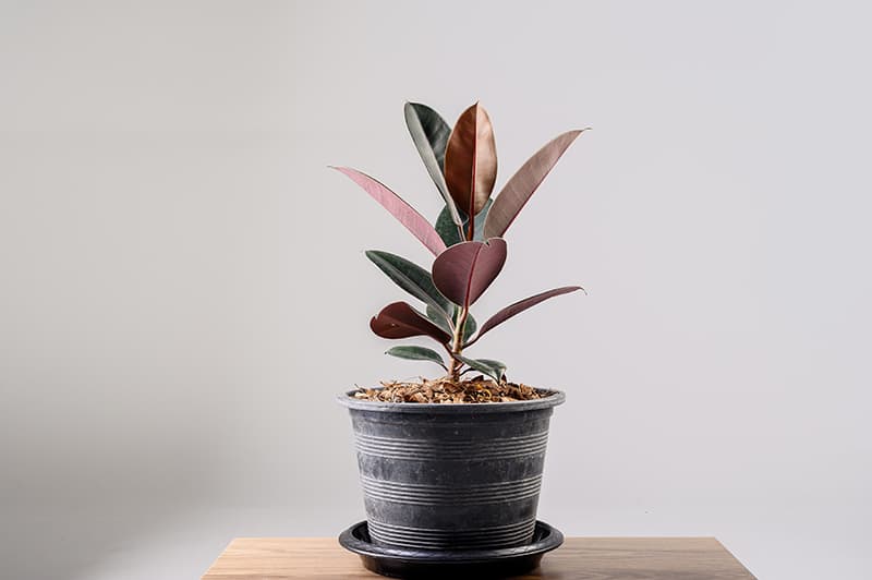 Rubber Tree