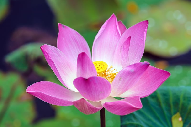 Sacred Lotus