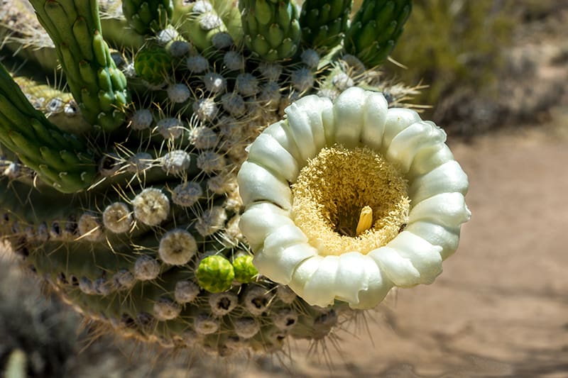 Saguaro Cactus Blossom