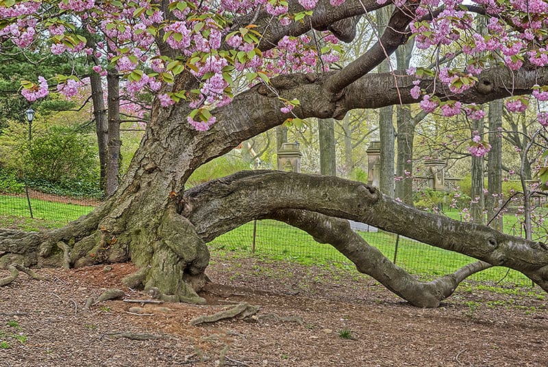 Cherry Blossom Tree The Tree Center