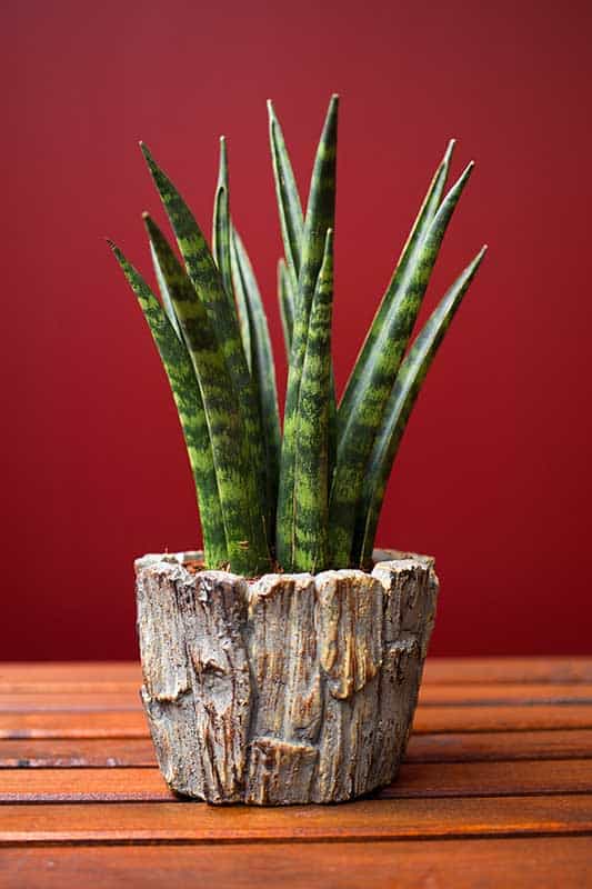 Sansevieria trifasciata 'Cylindrica'