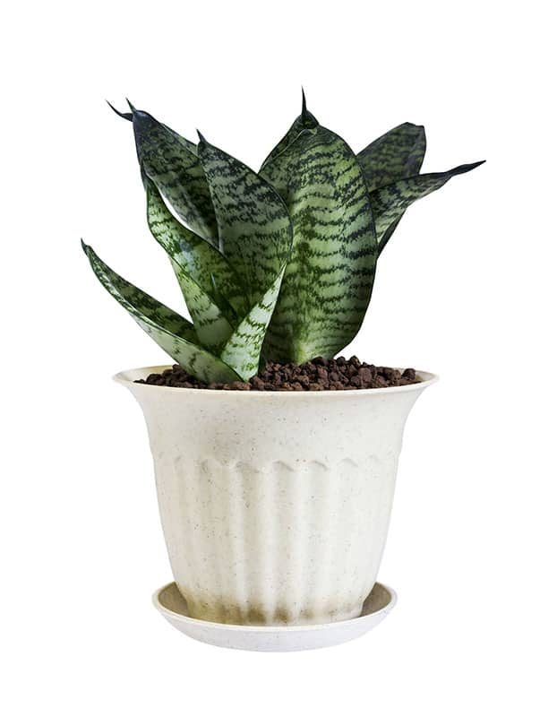 Sansevieria trifasciata 'Futura Robusta'