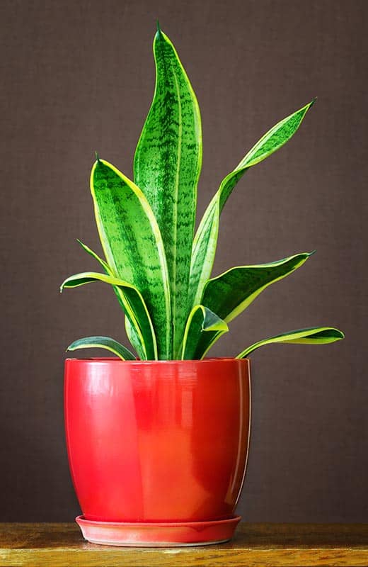 Sansevieria trifasciata 'Futura Superba'