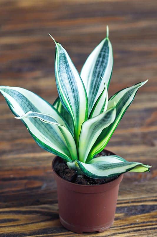 Sansevieria trifasciata 'Golden Hahnii'