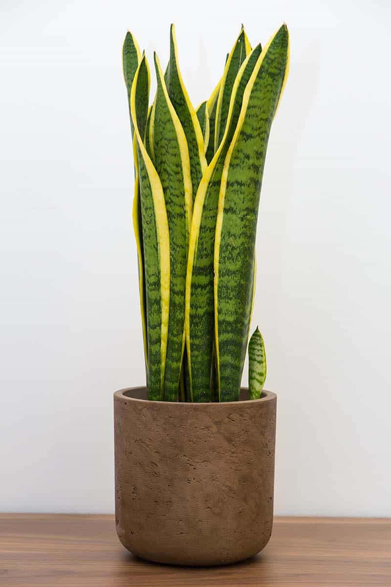 Sansevieria trifasciata 'Black Gold'