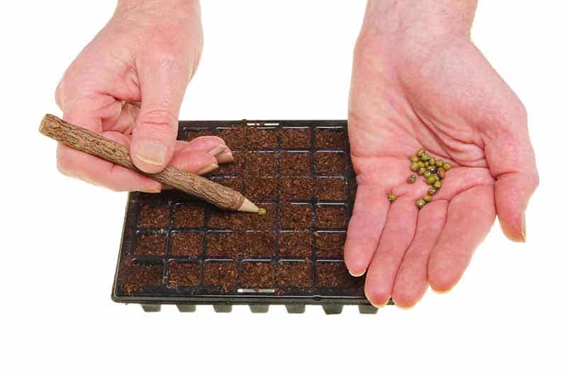 Seed Tray