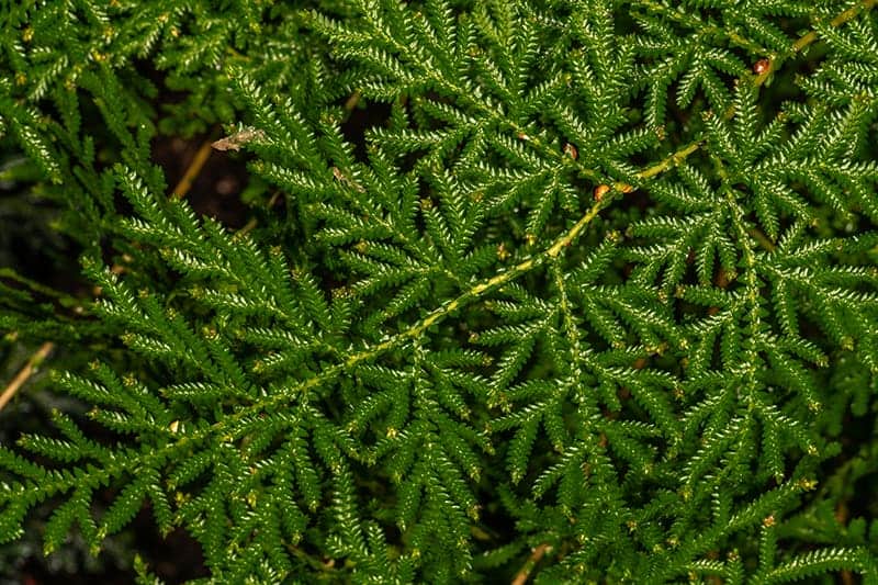 Selaginella Braunii (Arborvitae Fern)