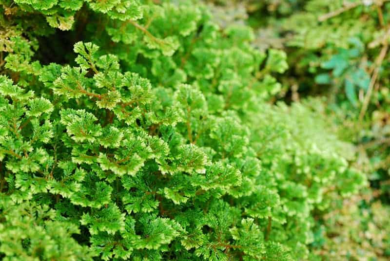 Selaginella Kraussiana (trailing Spike Moss)