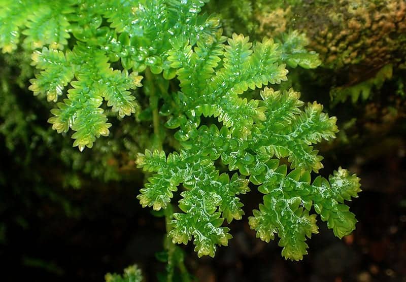 Selaginella Stauntoniana