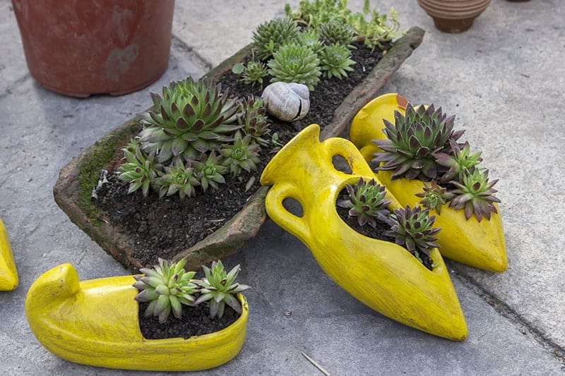Sempervivum tectorum - Common Houseleek, Hens and Chicks