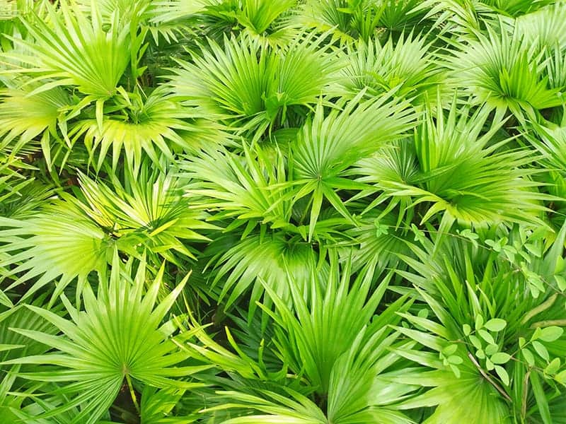 Serenoa Repens