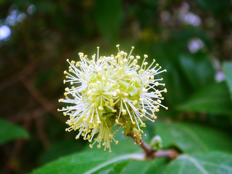 Shiny Xylosma