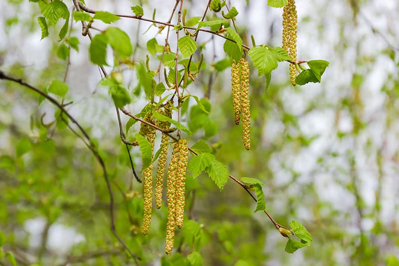 Silver Birch