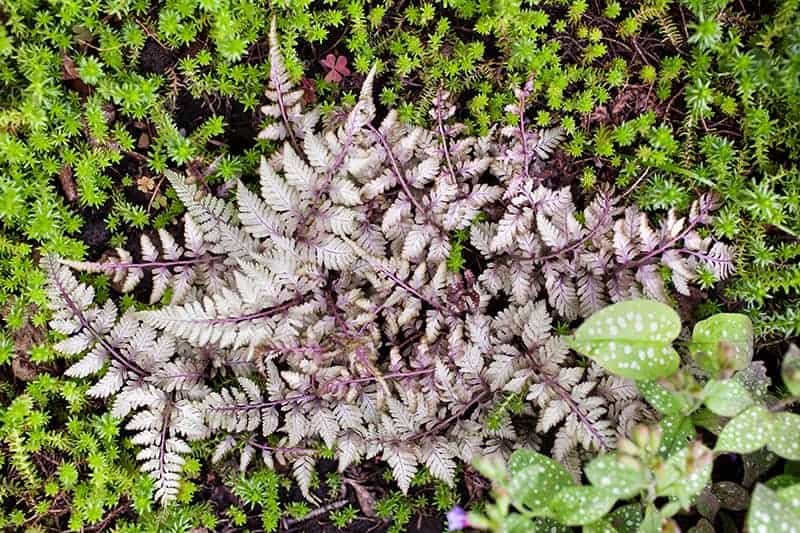 Silver Falls Japanese Painted Fern