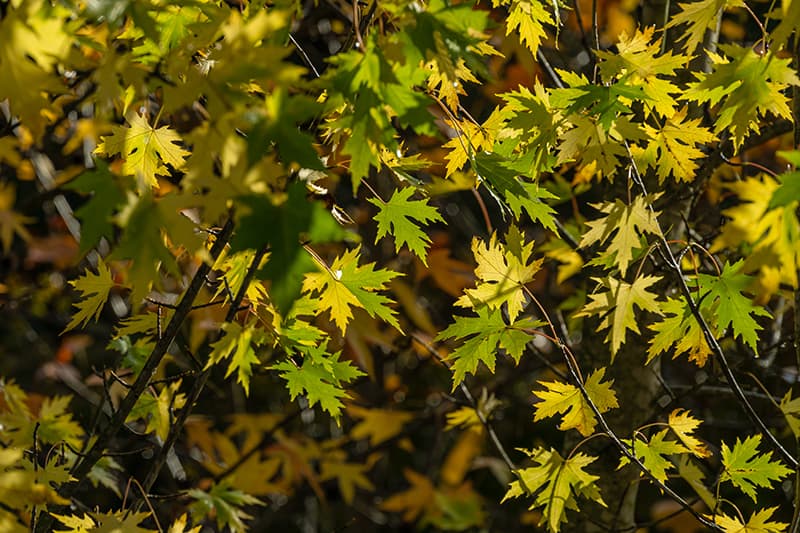 Silver Maple