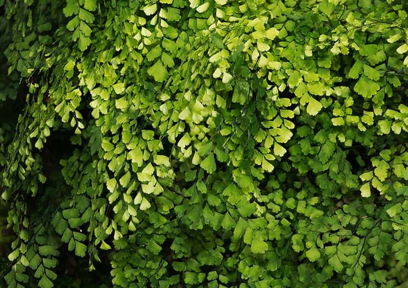 Southern Maidenhair Fern