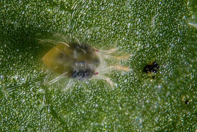 Spider Mites close-up