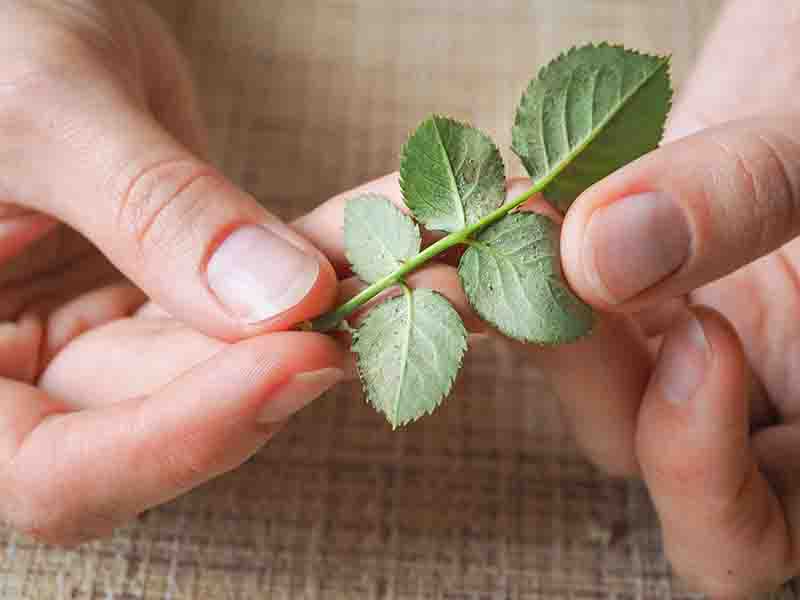 Spider Mites damage roses