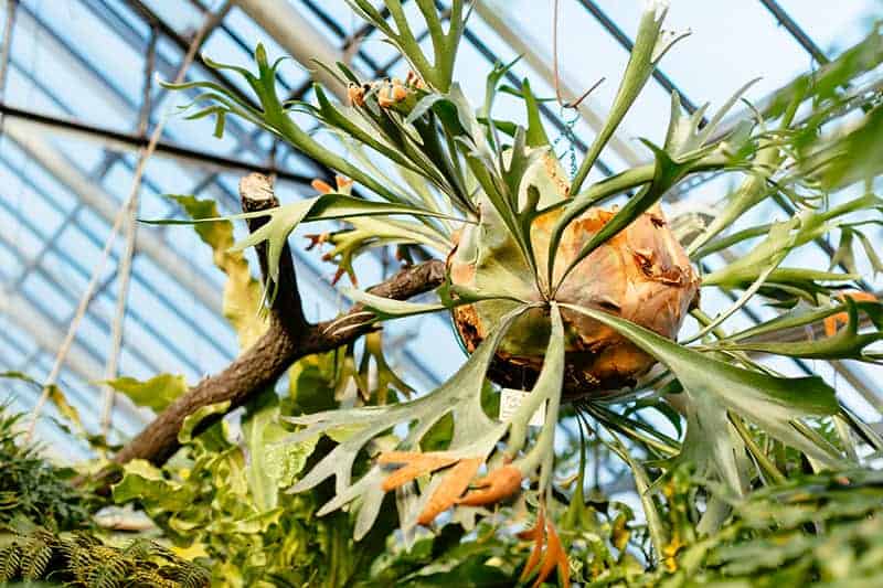 Staghorn Fern