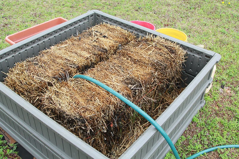 Straw bales undergoing the conditioning process