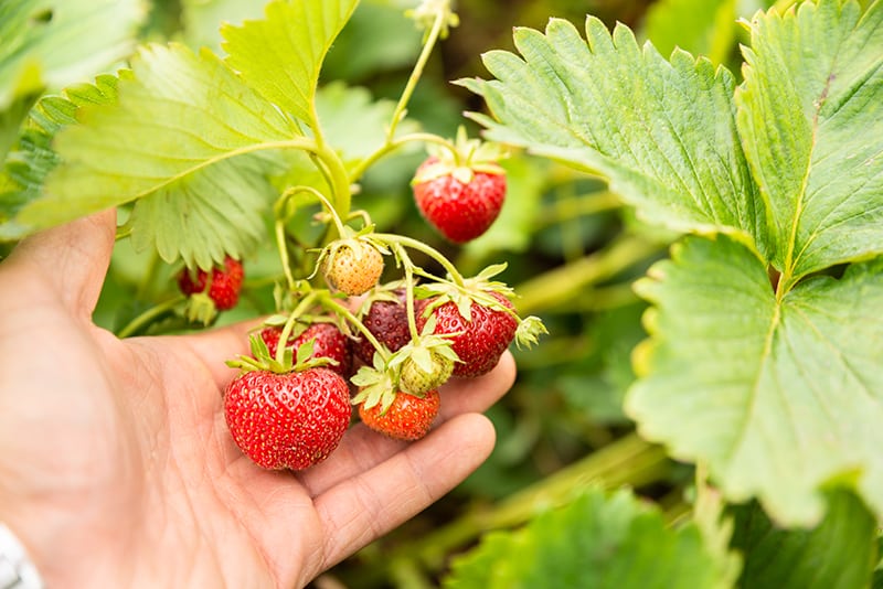 Strawberries