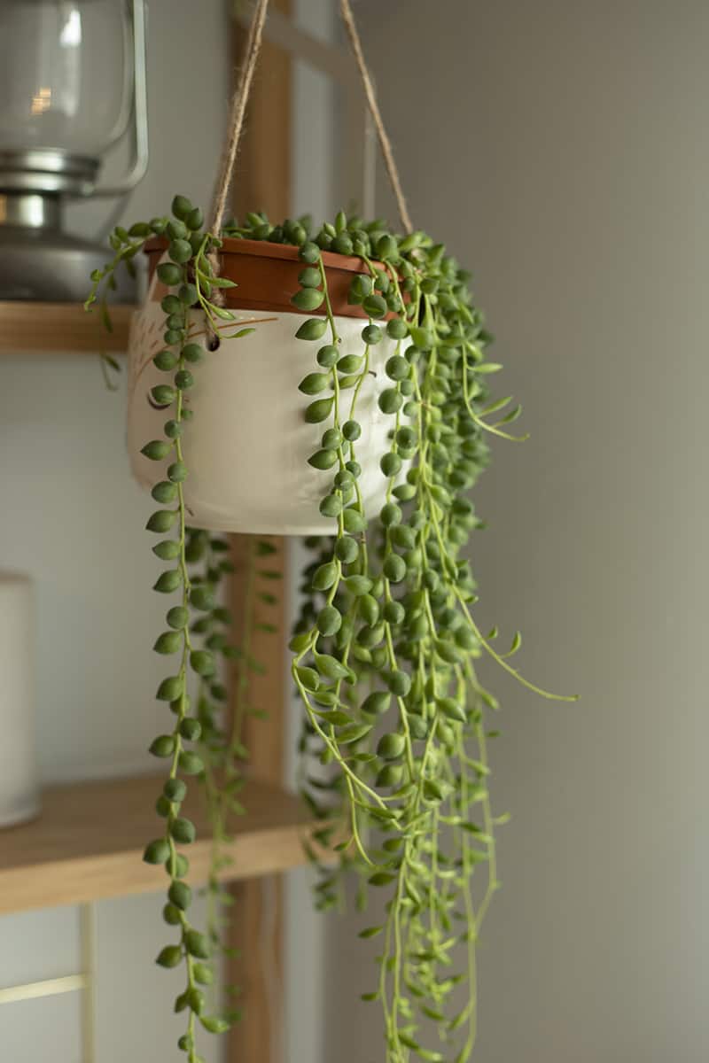 8 Indoor Hanging Plants That You Can Grow Indoors | Trees.com