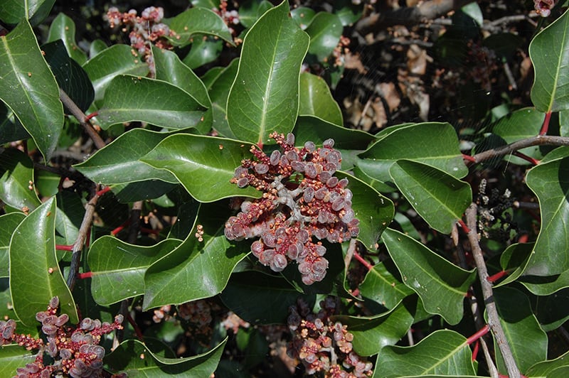 Sugar Sumac