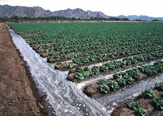 Surface Irrigation