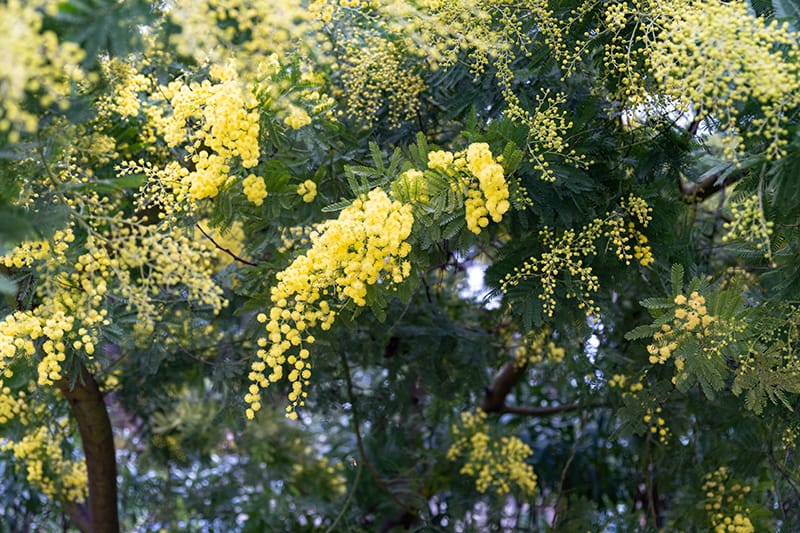 Sweet Acacia