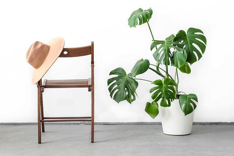 Swiss Cheese Plant
