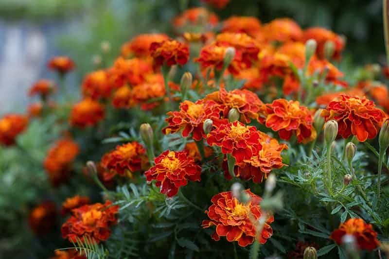 Tagetes erecta or African marigold