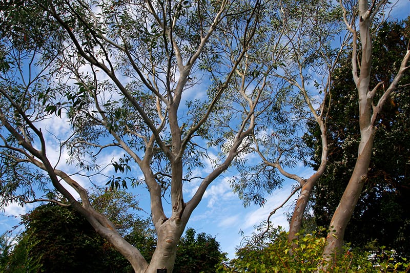 Tasmanian Snow Gum